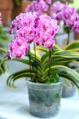 Phalaenopsis orchids bloom in spring lunar new year 2021 adorn the beauty of nature, a rare wild orchid decorated in tropical gardens