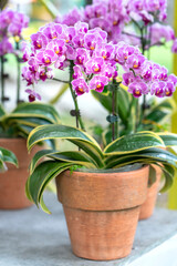 Phalaenopsis orchids bloom in spring lunar new year 2021 adorn the beauty of nature, a rare wild orchid decorated in tropical gardens