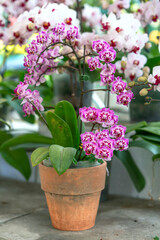 Phalaenopsis orchids bloom in spring lunar new year 2021 adorn the beauty of nature, a rare wild orchid decorated in tropical gardens