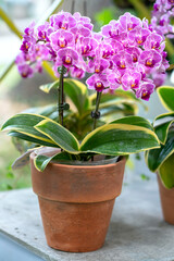 Phalaenopsis orchids bloom in spring lunar new year 2021 adorn the beauty of nature, a rare wild orchid decorated in tropical gardens