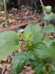 vegetables growing in the garden