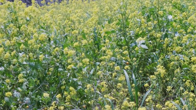 Blooming yellow flowers fluttering on wind, mustard flowers rippling.