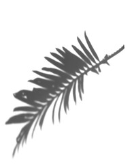 Fototapeta na wymiar the shadow palm leaves in white background. realistic frond overlay effect illustration. the light and shadow silhouette of nature to decorate creative design.
