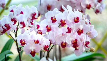 Phalaenopsis orchids flowers bloom in spring lunar new year 2021 adorn the beauty of nature, a rare wild orchid decorated in tropical gardens 