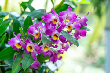 Naklejka premium Dendrobium Aphyllum orchids flowers bloom in spring lunar new year 2021 adorn the beauty of nature, a rare wild orchid decorated in tropical gardens