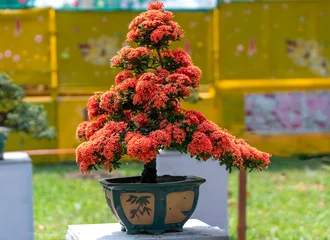 Fotobehang Bonsai Ixora or jungle flame blooms in bonsai tree spring morning lunar new year 2021 really attractive to see  © huythoai