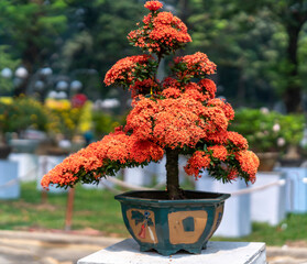 Naklejka premium Ixora or jungle flame blooms in bonsai tree spring morning lunar new year 2021 really attractive to see
