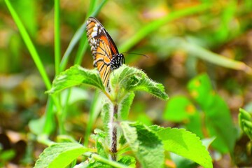 butterfly on a flower