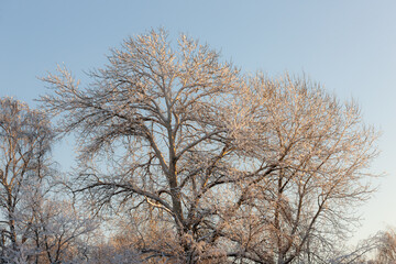 Obraz na płótnie Canvas aspen in winter