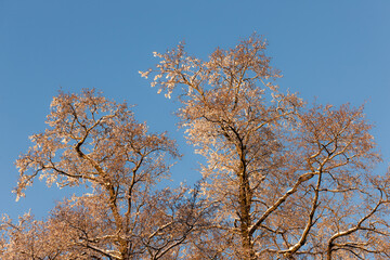 trees in cold winter day