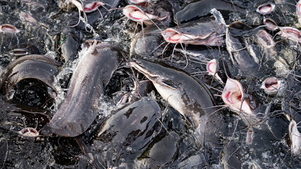 Big catfish huddle each other for food in a big lagoon. Black fish in fresh water.