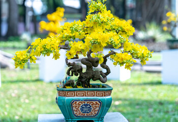 Apricot bonsai tree blooming with yellow flowering branches curving create unique beauty. This is a...