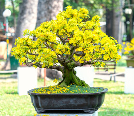 Apricot bonsai tree blooming with yellow flowering branches curving create unique beauty. This is a...