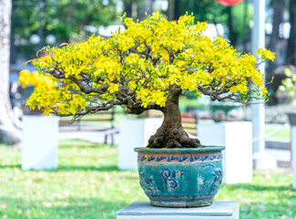 Apricot bonsai tree blooming with yellow flowering branches curving create unique beauty. This is a...