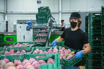 Attentive workman in face mask stacking boxes with selected mangoes on fruits sorting department