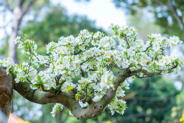 White apricot flowers bonsai tree blooming fragrant petals signaling spring has come, this is the symbolic flower for good luck in 2021