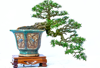 Bonsai tree isolated on white background in a pot plant with many different unique shapes symbolizing an abstraction in the life that humans must overcome to survive