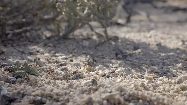 Sonoran Desert Leafcutter Ants foraging under Christmas Cholla, timelapse