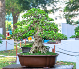 Bonsai and Penjing with miniature in a tray like to say in human life must be strong rise, patience overcome all challenges to live good and useful to society