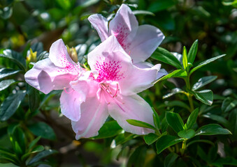 Obraz premium Azalea flowers bloom in the flower garden in the early spring beautiful