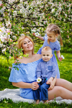Happy chubby mom and two kids boy and girl in a blooming spring apple orchard on a spring picnic.