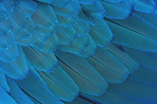 Close-up Colorful blue feather pattern, luxury pattern
