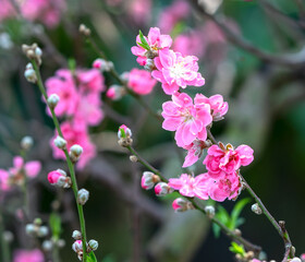 Cherry blossoms in spring sunshine flamboyance in the garden, flowers typical cold countries and usually blooming in spring, flowers are dying so people are kept indoors during the Lunar New Year.