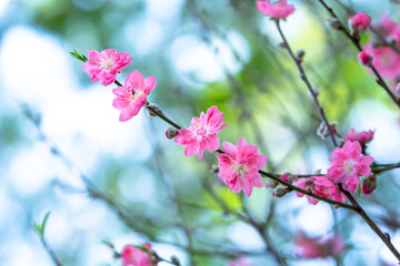 Cherry blossoms in spring sunshine flamboyance in the garden, flowers typical cold countries and usually blooming in spring, flowers are dying so people are kept indoors during the Lunar New Year.