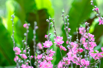Cherry blossoms in spring sunshine flamboyance in the garden, flowers typical cold countries and usually blooming in spring, flowers are dying so people are kept indoors during the Lunar New Year.