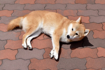 柴犬・昼寝・晴天