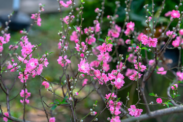 Cherry blossoms in spring sunshine flamboyance in the garden, flowers typical cold countries and usually blooming in spring, flowers are dying so people are kept indoors during the Lunar New Year.