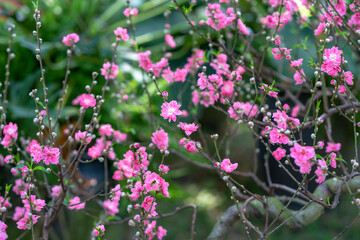 Cherry blossoms in spring sunshine flamboyance in the garden, flowers typical cold countries and usually blooming in spring, flowers are dying so people are kept indoors during the Lunar New Year.