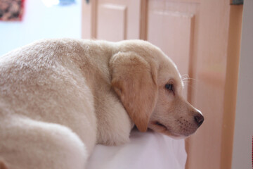 White Labrador puppies sleep on white mattresses