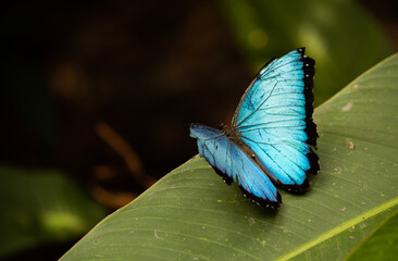 mariposa azul