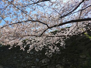 史跡和歌山城の石垣を背景にした満開の桜(ソメイヨシノ)の花の春の風景(コピースペースあり)
