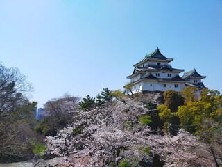 Fototapeta premium 快晴の青空と史跡和歌山城を背景にした桜(ソメイヨシノ）の花がある春の風景(コピースペースあり)