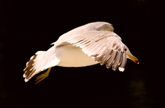 White gull flying