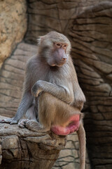 macaco