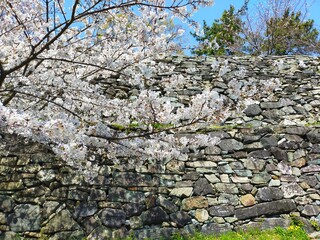 史跡和歌山城の石垣を背景にした満開の桜(ソメイヨシノ)の花の春の風景(コピースペースあり)
