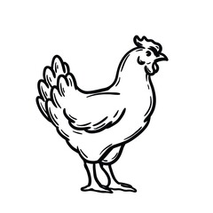 chicken breeding. animal husbandry. livestock. vector sketch on a white background - 423117145