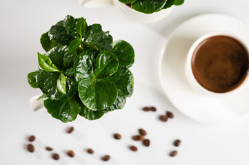 small seedlings of a coffee tree in white mugs on a white table with sprinkled coffee beans, black freshly brewed coffee, top view