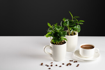small seedlings of a coffee tree in white mugs on a white table with sprinkled coffee beans, black green coffee, gray background, space for text