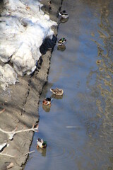 Mallards Along The Riverbank, Gold Bar Park, Edmonton, Alberta