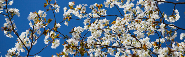 Fototapeta premium ワイド幅撮影した春の満開の桜の花と綺麗な青空の風景