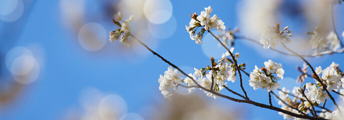 ワイド幅撮影した春の満開の桜の花と綺麗な青空の風景