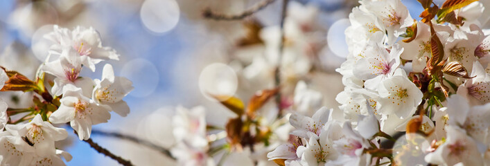 ワイド幅撮影した春の満開の桜の花の風景