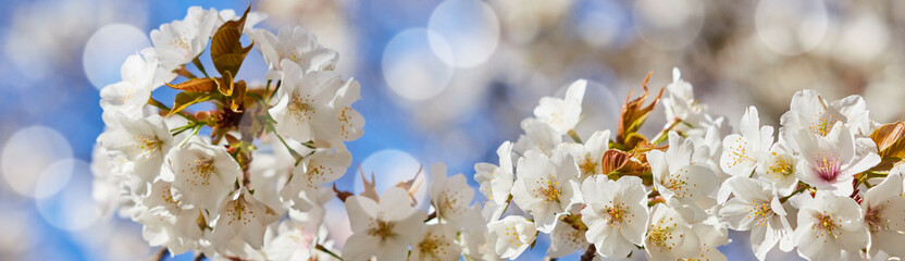 ワイド幅撮影した春の満開の桜の花の風景