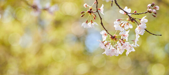 ワイド幅撮影した春の満開の桜の花の風景