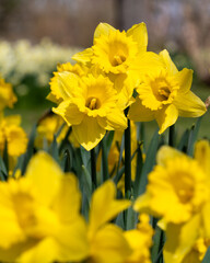 Daffodils in a garden in the Spring