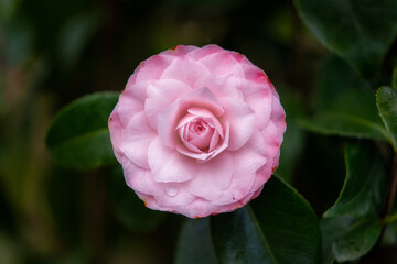 Flowers in the spring in a garden